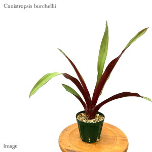 JjXgvVX o`F 4 (ϗtA  Ǌ| CeA ^ ~j ^ ݂艺  ^NuA Canistropsis burchellii)