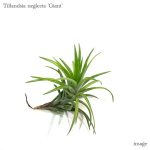 `WA lON^ 'WCAg' (GA[vc eBWA ϗtA  Ǌ| CeA ~j ^ ݂艺  neglecta 'Giant')
