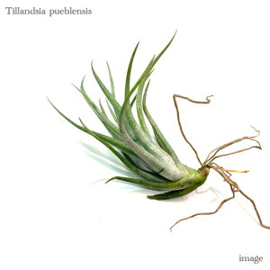 `WA vGuVX (GA[vc eBWA ϗtA  Ǌ| CeA ~j ^ ݂艺  pueblensis)