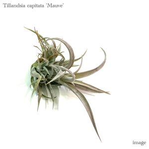 `WA Js^[^ '[u' S size (GA[vc eBWA ϗtA  Ǌ| CeA ~j ^ ݂艺  capitata 'Mauve')