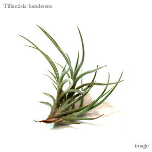 `WA ofVX (GA[vc eBWA ϗtA  Ǌ| CeA ~j ^ ݂艺  bandensis)