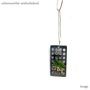 VGmLX ZCft@fj[ (ϗtA  m CeA   ~j ^  Ǌ| ݂艺 Schoenorchis seidenfadenii)