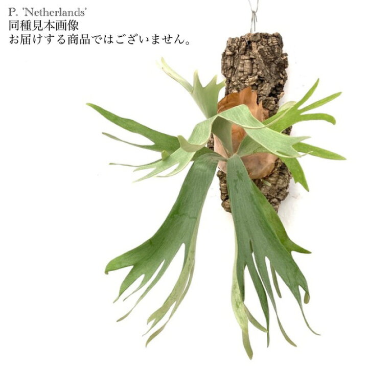 楽天市場】コウモリラン 