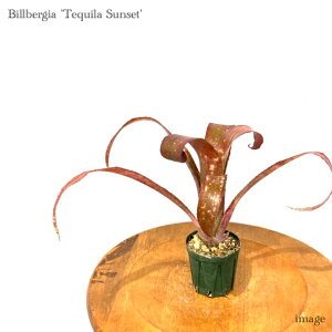 rxMA 'eL[TZbg' 2 (ϗtA  CeA ~j ^ ݂艺 Ǌ|  SZVX × |NCguR Billbergia 'Tequila Sunset' gothensis × poquito blanco)