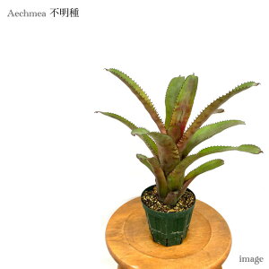 GNA s 4 (ϗtA  Ǌ| CeA ~j ^ ^ ݂艺  ^NuA Aechmea hybrid)