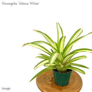 lIQA 'AeB}zCg' 4 (ϗtA  Ǌ| CeA ~j ^ ^ ݂艺  ^NuA Neoregelia 'Altima White')