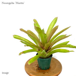 lIQA '}[eB' 4 (ϗtA  Ǌ| CeA ~j ^ ^ ݂艺  ^NuA Neoregelia 'Martin')