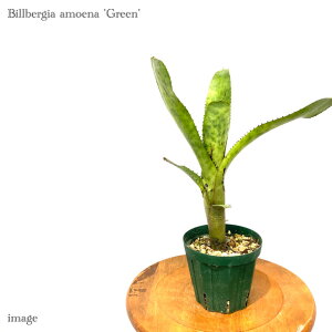 rxMA AGi O[ 4 (ϗtA  Ǌ| CeA ~j ^ ^ ݂艺  ^NuA Billbergia amoena green)