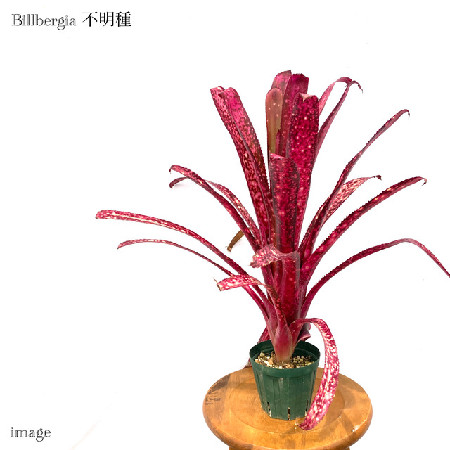 ビルベルギア ビードルマン エクメア ネオレゲリア 植物 | www