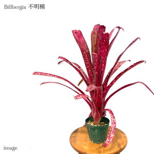 rxMA s 4 (ϗtA  Ǌ| CeA ~j ^ ^ ݂艺  ^NuA Billbergia hybrid? z?)