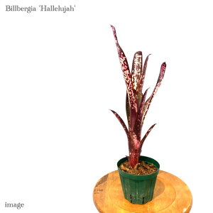 rxMA 'n' 4 (ϗtA  Ǌ| CeA ~j ^ ^ ݂艺  ^NuA Billbergia 'Hallelujah' domingos martins × ed mcWilliams)