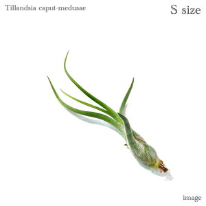 `WA Jvgf[T S size (GA[vc eBWA ϗtA  Ǌ| CeA ~j ^ ݂艺  JvghD[T caput-medusae)