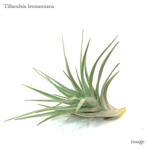 `WA Ii~Ai (GA[vc eBWA ϗtA  Ǌ| CeA ~j ^ ݂艺  leonamiana)