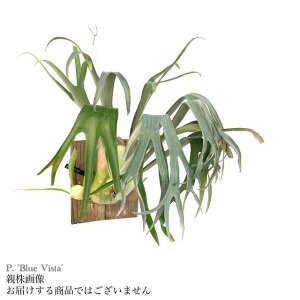 (i) rJNV_ 'u[rX^' (pup) (No.40726) (RE ϗtA  CeA ݂艺 Ǌ| ~j ^ ^  |[EFo[ × EBL[ Platycerium 'Blue Vista' 'Paul Webbe