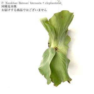 (i) rJNV_ 'JNAC obg}' (TC) (No.41024) (RE ϗtA  CeA ݂艺 Ǌ| ^  z Xe}A × Gt@geBX Platycerium 'Kankluay 