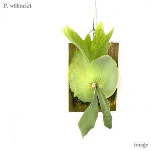 RE EBL[ t (rJNV_ veBZE ϗtA  CeA ݂艺 Ǌ| ~j ^ ^  Platycerium willinckii spore Eqc)