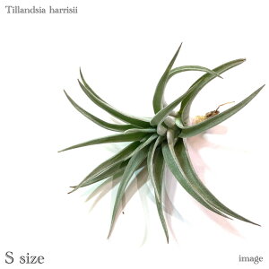 `WA nV[ S size (GA[vc eBWA ϗtA  Ǌ| CeA ~j ^ ^ ݂艺  harrisii)