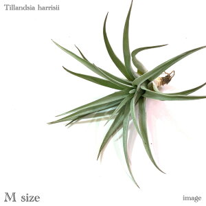 `WA nV[ M size (GA[vc eBWA ϗtA  Ǌ| CeA ~j ^ ^ ݂艺  harrisii)