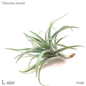 `WA nV[ L size (GA[vc eBWA ϗtA  Ǌ| CeA ~j ^ ^ ݂艺  harrisii)