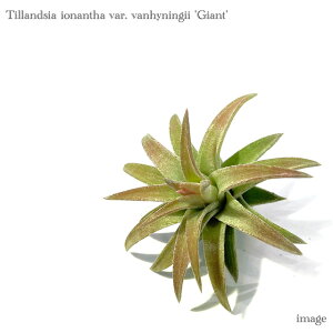 `WA CIi^ onCjM[ 'WCAg' (GA[vc eBWA ϗtA  Ǌ| CeA ~j ^ ݂艺  ionantha var. vanhyningii 'Giant')