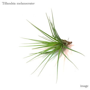 `WA mNe (GA[vc eBWA ϗtA  Ǌ| CeA ~j ^ ݂艺  melanocrater)