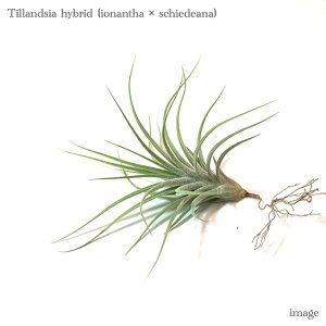 `WA z(CIi^ × V[fBAi) (GA[vc eBWA ϗtA  Ǌ| CeA ~j ^ ݂艺  hybrid ionantha × schiedeana)