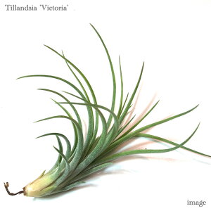 `WA 'rNgA' (GA[vc eBWA ϗtA  Ǌ| CeA ~j ^ ݂艺  CIi^ × uLJEX 'Victoria' ionantha × brachycaulos)