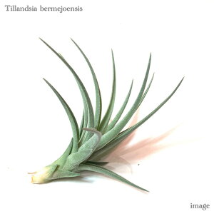 `WA xzGVX (GA[vc eBWA ϗtA  Ǌ| CeA ~j ^ ݂艺  xWGVX)