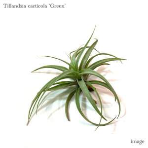 `WA JNeBR 'O[' (GA[vc eBWA ϗtA  Ǌ| CeA ~j ^ ݂艺  OtH[ O[EBOtH[ long form cacticola 'G