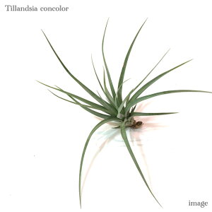 `WA RR[ (GA[vc eBWA ϗtA  Ǌ| CeA ~j ^ ^ ݂艺  RJ[ concolor)