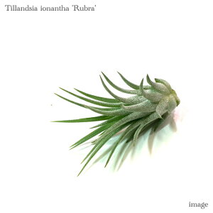 `WA CIi^ 'u' S size (GA[vc eBWA ϗtA  Ǌ| CeA ~j ^ ݂艺  ionantha 'Rubra')