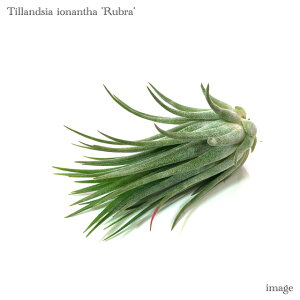 `WA CIi^ 'u' M size (GA[vc eBWA ϗtA  Ǌ| CeA ~j ^ ݂艺  ionantha 'Rubra')