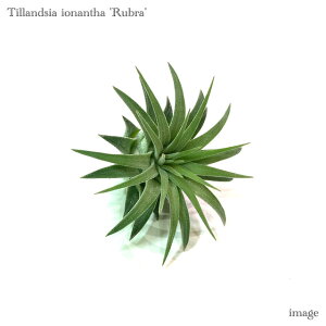 `WA CIi^ 'u' S size (GA[vc eBWA ϗtA  Ǌ| CeA ~j ^ ݂艺  ionantha 'Rubra')