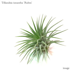 `WA CIi^ 'u' M size (GA[vc eBWA ϗtA  Ǌ| CeA ~j ^ ݂艺  ionantha 'Rubra')