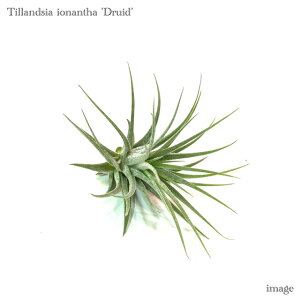 `WA CIi^ 'hCh' S size (GA[vc eBWA ϗtA  Ǌ| CeA ~j ^ ݂艺   ionantha 'Druid' Arm)