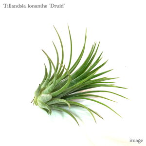 `WA CIi^ 'hCh' M size (GA[vc eBWA ϗtA  Ǌ| CeA ~j ^ ݂艺   ionantha 'Druid' Arm)