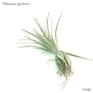 `WA Khl M size (GA[vc eBWA ϗtA  Ǌ| CeA ~j ^ ݂艺  gardneri)