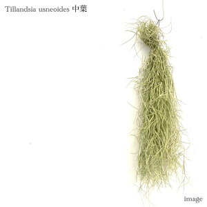 `WA EXlICfX t (GA[vc eBWA ϗtA  Ǌ| CeA ~j ^ ݂艺  XpjbVX usneoides)