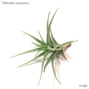 `WA vvA (GA[vc eBWA ϗtA  Ǌ| CeA ~j ^ ݂艺  purpurea)