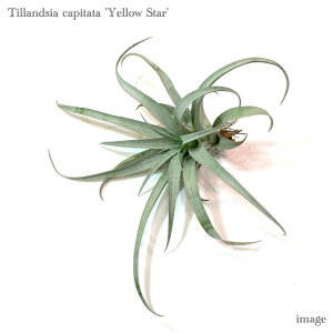 `WA Js^[^ 'CG[X^[' (GA[vc eBWA ϗtA  Ǌ| CeA ~j ^ ݂艺  capitata 'Yellow Star')