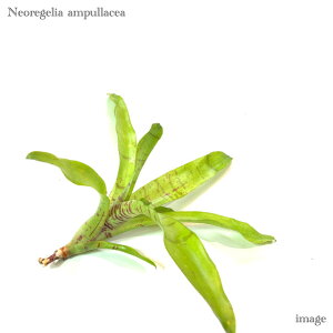 lIQA AvZA Jbgc (ϗtA  Ǌ| CeA ~j ^ ݂艺  ^NuA Neoregelia ampullacea)