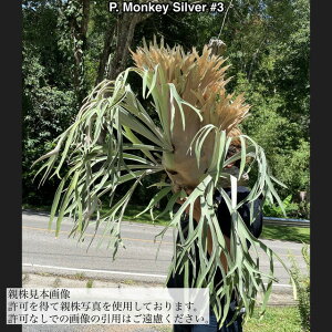 (i) rJNV_ 'L[Vo[' #3 (pup) (No.40786) (RE ϗtA  CeA ݂艺 Ǌ| ~j ^ ^  Platycerium 'Monkey Silver')