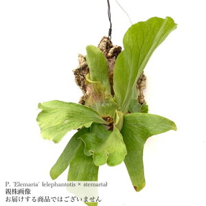 (i) rJNV_ 'G}A' (pup) (No.40781) (RE ϗtA  CeA ݂艺 Ǌ| ~j ^ ^  Gt@geBX × Xe}A Platycerium 'Elemaria' hybrid elepha