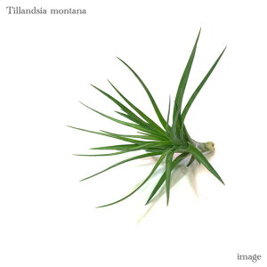 `WA ^i (GA[vc eBWA ϗtA  Ǌ| CeA ~j ^ ݂艺  montana)