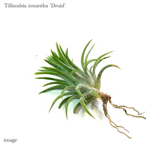 `WA CIi^ 'hCh' (GA[vc eBWA ϗtA  Ǌ| CeA ~j ^ ݂艺   ionantha 'Druid')