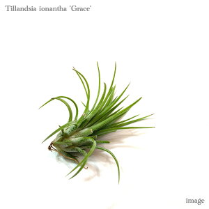 `WA CIi^ 'O[X' (GA[vc eBWA ϗtA  Ǌ| CeA ~j ^ ݂艺  ionantha 'Grace')
