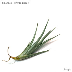 `WA '~XeBbNt[' (GA[vc eBWA ϗtA  Ǌ| CeA ~j ^ ݂艺  AxeBAi × CLVICfX 'Mystic Flame' hybrid alberti