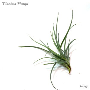 `WA 'EHK' (}eB[ × hDeB) (GA[vc eBWA ϗtA  Ǌ| CeA ~j ^ ݂艺  'Wonga' mallemontii × duratii)