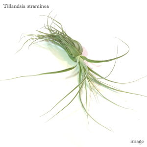 `WA Xg~lA S size (GA[vc eBWA ϗtA  Ǌ| CeA ~j ^ ^ ݂艺  straminea)