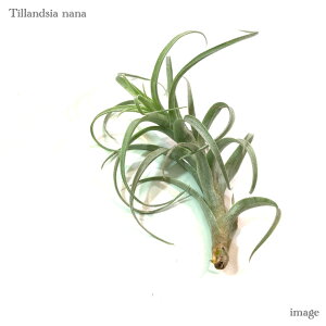 `WA ii (GA[vc eBWA ϗtA  Ǌ| CeA ~j ^ ݂艺  nana)